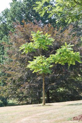 Ailanthus altissima - pajasan žláznatý - letní habitus (81)